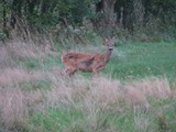 aus dem Sonnenaufgang wurde nichts, aber immerhin sind mir Rehe begegnet