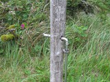 Inzwischen hat sich das Geheimnis gelüfet, was"Wasserpfosten" sind.... sehr luxuröses outdoor Campen hier