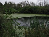 ein letzter Blick zurück auf den Teich