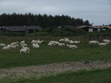 und vorbei an den Schafen zurück zum Strand