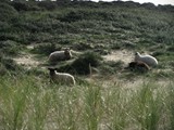 weiter durch die Sandlandschaft am andern Morgen