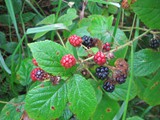 so viele Brombeeren wie diesen Sommer habe ich noch selten am Wegesrand gesehen, bzw. unterwegs direkt vom Busch gegessen