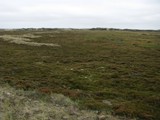 dann geht es wieder ins Landesinnere in die Heide und zur großen Rabjerg Düne