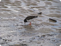 Vögel im Watt