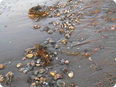 Abendstimmung am Strand