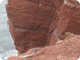 die Lumen Vögel legen einen außerordentlichen Stop auf der Insel an "ihrem" Felsen ein